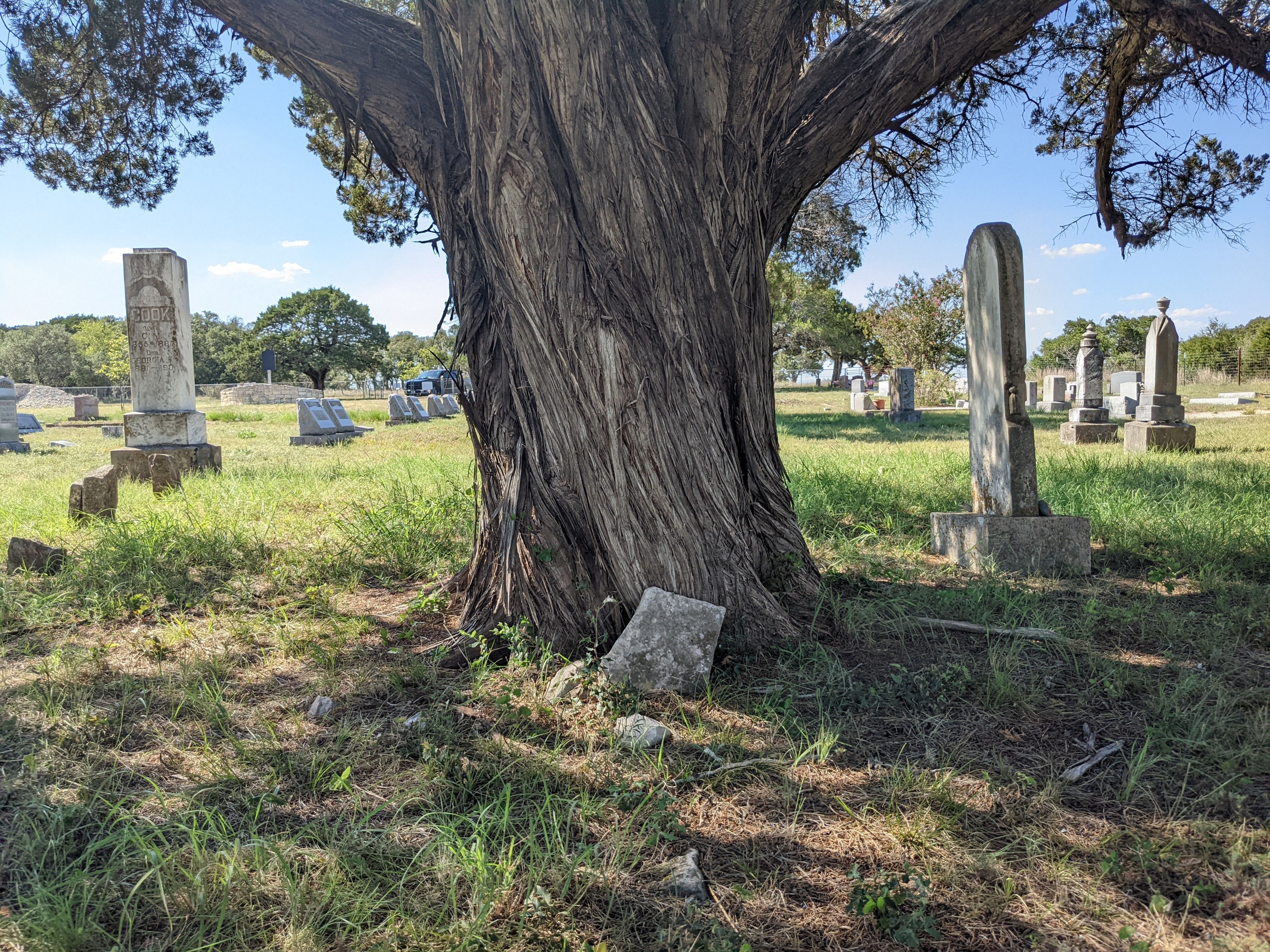 Historic cemetery with many different gravestone shapes beneath a large old tree