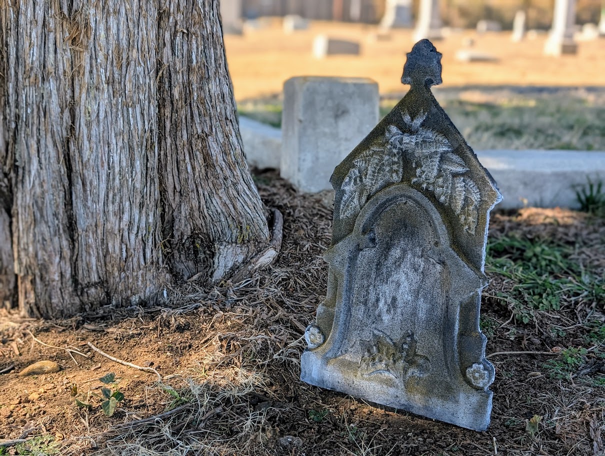 Unmarked Tree Closeup